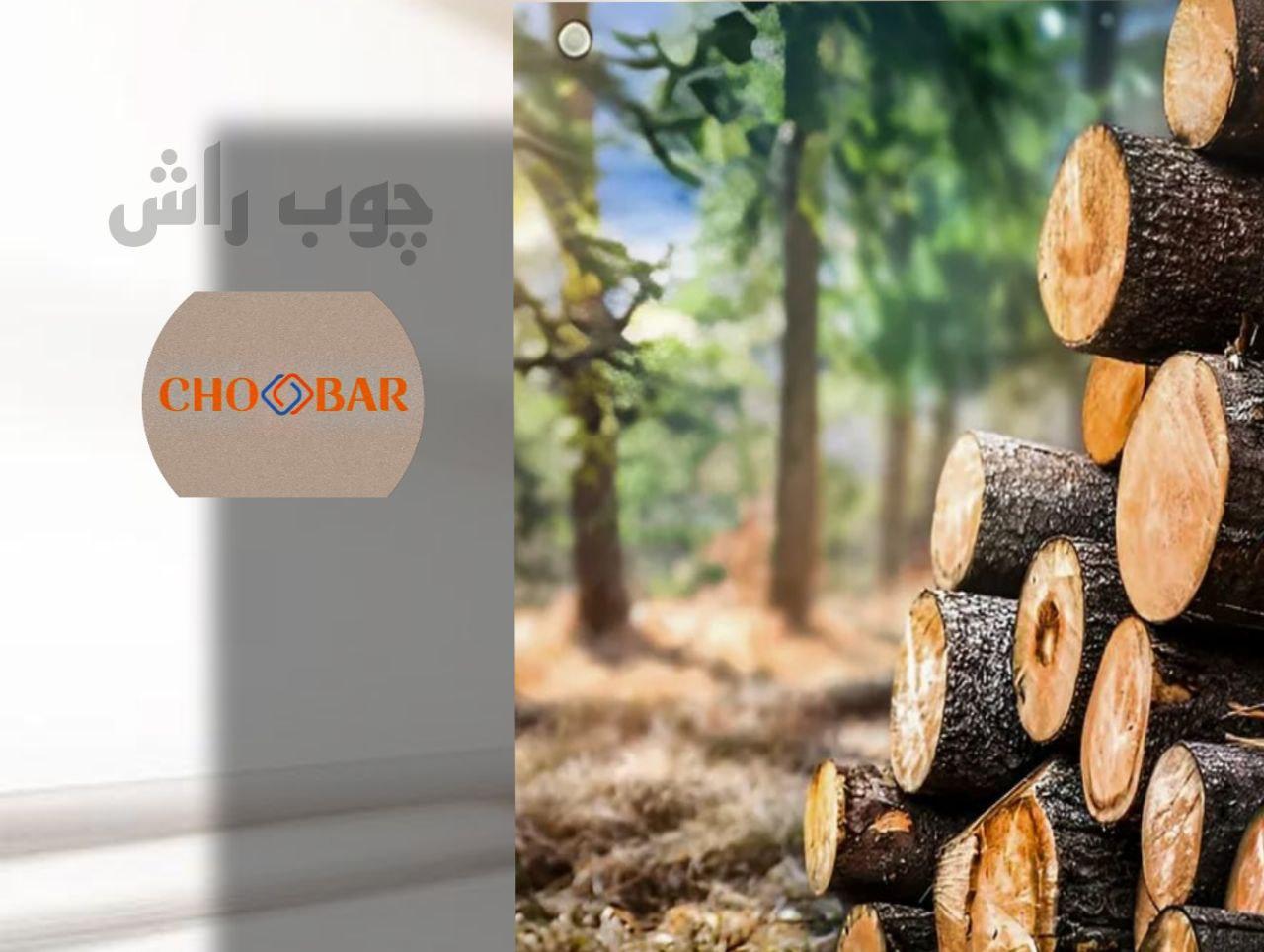 همه چیز درباره چوب راش